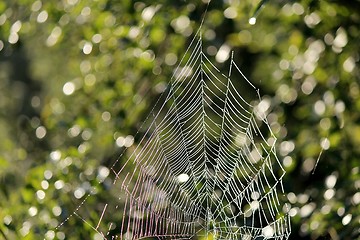 Image showing Cobweb