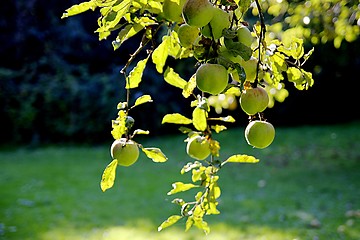 Image showing Apple in autumn sun