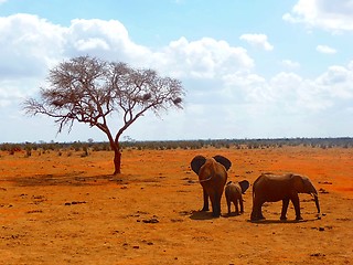 Image showing Dispute in Elephant Family