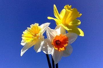 Image showing Narcissus