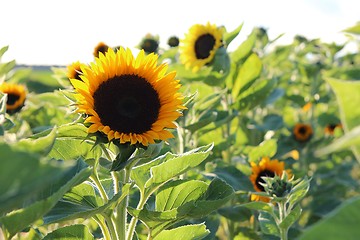 Image showing Sunflower