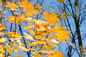 Image showing maple Leaves