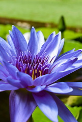 Image showing Tropical Waterlily