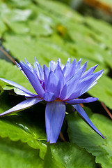 Image showing Tropical Waterlily