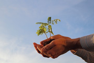 Image showing Plant in hands