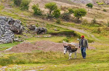 Image showing Donkey in Peru