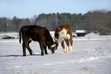 Image showing Calves