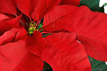 Image showing Poinsettia