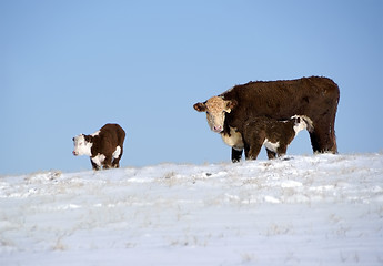 Image showing Cow with calves