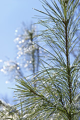 Image showing Pine tree with ice drops