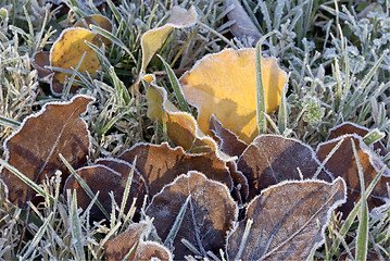 Image showing Frosted leaves