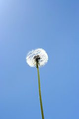 Image showing dandelion and sky