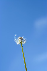 Image showing dandelion and sky