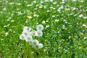 Image showing meadow