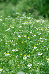 Image showing meadow