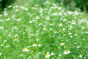 Image showing meadow