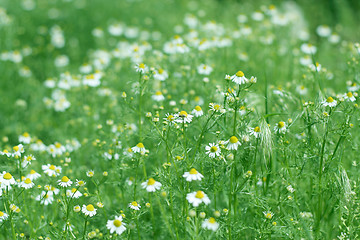 Image showing meadow