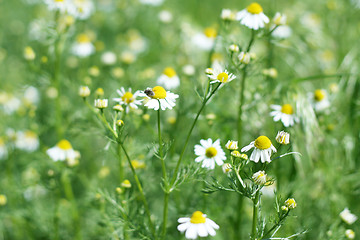 Image showing meadow