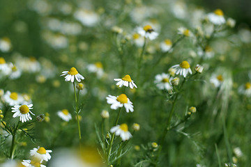 Image showing meadow