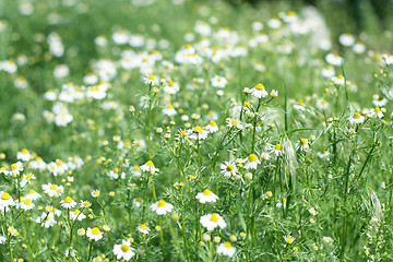 Image showing meadow