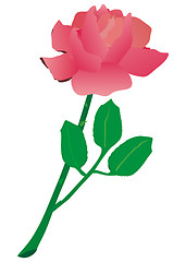 Image showing rose