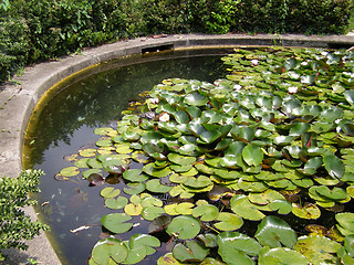 Image showing Water lily Nimphaea