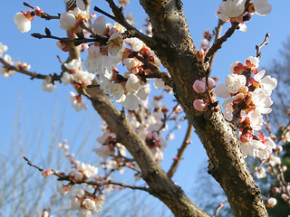 Image showing Fruit tree flowers
