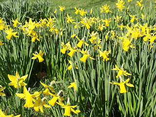 Image showing Daffodils picture