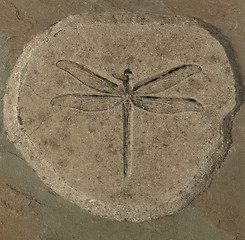 Image showing Dragonfly Fossil
