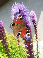 Image showing butterfly