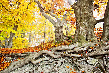 Image showing yellow autumn forest