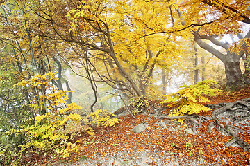 Image showing yellow autumn forest
