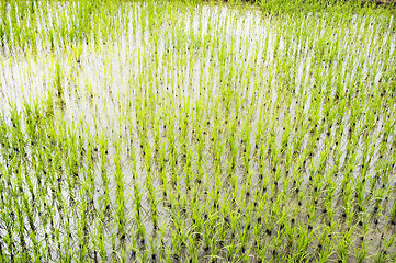 Image showing Rice Paddy