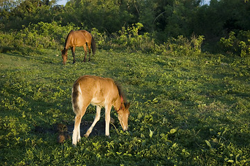 Image showing Foal