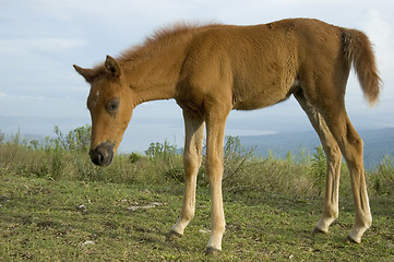 Image showing Foal