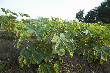 Image showing Okra Plantation