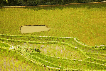 Image showing Rice Paddies