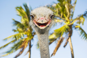 Image showing Smiling Ostrich