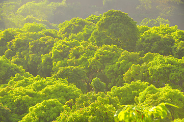 Image showing Mango Orchard