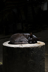 Image showing Black Cat