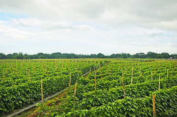 Image showing Vegetable Farm