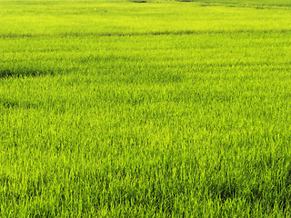 Image showing Ricefield