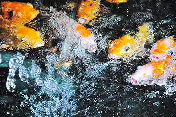 Image showing Koi Fish