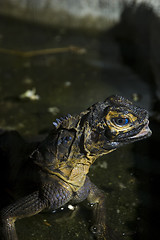 Image showing Monitor Lizard