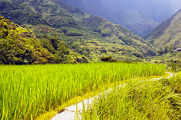 Image showing Rice Field