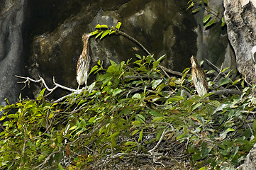 Image showing Night Heron