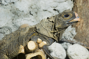 Image showing Monitor Lizard