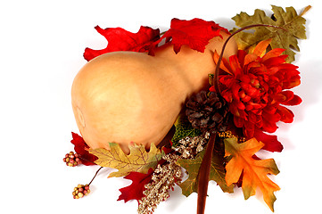 Image showing Butternut squash in autumn setting