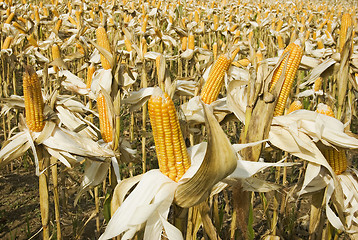 Image showing Corn