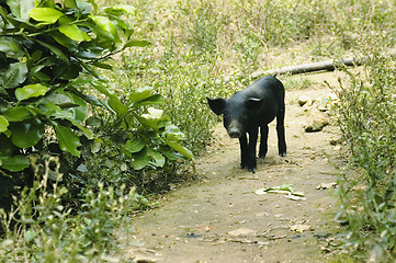 Image showing Lone Pig